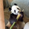 大熊猫“乐乐”死因已初步确定：心脏病变