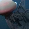 南极洲深海拍到罕见冥河水母 触手约10米长