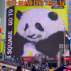 熊猫界女明星 花花登上纽约时代广场大屏