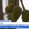 国产榴莲要来了将于6月上市 三亚多区域种植共1万多亩