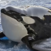 美国一水族馆被关50多年“明星虎鲸”将重获自由