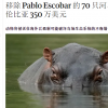 全球河马数量锐减 在哥伦比亚却泛滥成灾 当地花350万美元送走70头