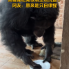 真不是人扮的？重庆一黑猩猩吃完饭主动到水池里洗盘子