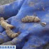 浙江发现罕见3后1王白蚁巢 数量多达百万：蚁后有多能生？