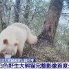 全球唯一白色大熊猫影像首公开 已经成年了
