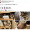 日本漫画家休刊理由太奇葩 网友虽吐槽但表示理解