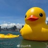 “大黄鸭”阔别10年重游香港 其中一只仅剩“鸭皮”