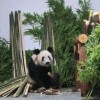 “我为熊猫狂”：被笃信的谣言 被围攻的科普