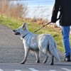 美国亿万富翁给爱犬招保姆：年薪91万 42天假期、随时可坐私人飞机
