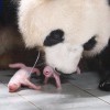 旅韩大熊猫爱宝于7月7日产下一对雌性幼崽