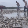 台风“泰利”登陆前 深圳一海滩出现大量海鲜