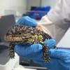 旅客身上绑藏活体松果蜥入境被查：系外来物种、我国无分布