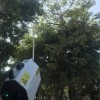 威力到底有多大？四川用激光炮砍树：几十厘米粗秒击穿 焦黑如炭