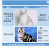 4000万猫奴，见证猫舍从狂热到崩塌