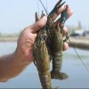 新疆“海鲜”上新：沙漠里的澳洲龙虾丰收啦 一斤130元