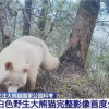全球首只白色大熊猫最新研究成果公布：DNA确认雄性 社交良好
