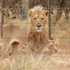 狮子待遇不如猪！活着是猎物 死了卖肉卖骨头在南非居然合法