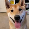 一只柴犬将参加游戏速通大会 速通任天堂游戏