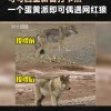 可可西里网红狼火了 摇尾露肚皮撒娇求人投喂：博主提醒切勿触摸