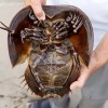 4亿年的古老生物：仅仅30年 就被人类糟蹋成濒危
