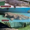 世界最大圈养湾鳄在厦门动物园被养死 暴瘦全身溃烂露骨，它经历了什么？