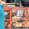 韩国拟年内立法禁食狗肉 将设三年过渡宽限期