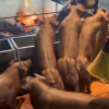 云南养猪场出产“肌肉猪”最高卖到8万一头 国内无人吃 国外却奉为极品