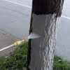 城里的树底部都涂上白色：你知道这是为什么吗