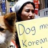 韩国拟推禁食狗肉法案 养殖户威胁放生200万只猎犬