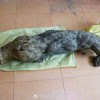 老人挖到近百斤野生葛根 赠予博物馆供中医研究用