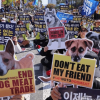 韩国成功立法取缔狗肉产业 但大量从业者不答应