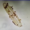 海关查获进境邮件：开箱后竟是500多万只蟋蟀虫卵