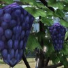 《最终幻想14》新生活品将实装 之前热议的粗劣多边形葡萄回归