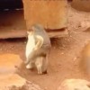 昆明动物园回应“猴子虐猫”：将设诱捕笼移猫出猴山