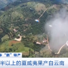 全球一半以上夏威夷坚果出自云南