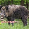 捕一头赚1万，江苏邀请野猪猎人狩猎上热搜 网友：我能参与吗？