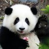 除夕夜熊猫“花花”被遗忘外场 饲养员被解雇