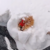 主人捡鸡蛋发现鸡被雪埋3天还活着