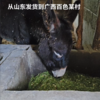 山东卖到广西 大哥回应直播间卖活驴：卖了上千头