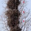 山东两喜鹊四年搭出4层“别墅” 就像一串糖葫芦