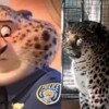 攀枝花市公园“豹警官”意外走红：吃成了煤气罐 豹纹都撑开了