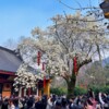 杭州法喜寺500年古玉兰如期绽放 从明代生长至今