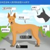 狗的尽头是中国土狗 若人类消失 5年内所有狗会长一个样