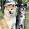忠犬“八公”海外受欢迎 日本为秋田犬发“数字血统证明”防止造假