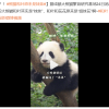 小鸡性别鉴定师 一个老板都不敢让加班的神奇职业