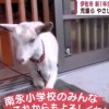 日本小学招不到新生招了只山羊 校长学咩叫欢迎新同学