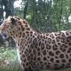 东北虎猎杀东北豹 豹子身体被啃食一半后续：继承者现身