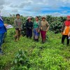 越南持续遭遇干旱天气 罗布斯塔咖啡豆将出现前所未有的连续第四年短缺