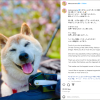 全世界最著名的狗狗去世了