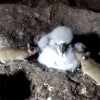 南非欲海岛空投550吨老鼠药 消灭正在啃食海鸟的老鼠